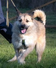 CHICA, Hund, Mischlingshund in Portugal - Bild 5