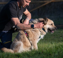 CHICA, Hund, Mischlingshund in Portugal - Bild 6