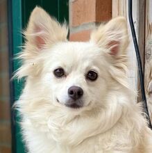 JULY, Hund, Kleinspitz in Burgdorf
