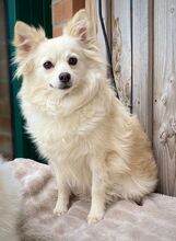 JULY, Hund, Mittelspitz in Burgdorf - Bild 2