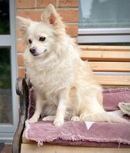 JULY, Hund, Mittelspitz in Burgdorf - Bild 3