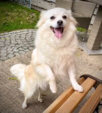 JULY, Hund, Mittelspitz in Burgdorf - Bild 4