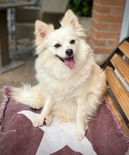 JULY, Hund, Mittelspitz in Burgdorf - Bild 5