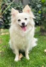 JULY, Hund, Mittelspitz in Burgdorf - Bild 6