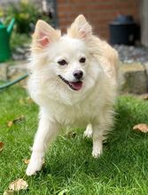 JULY, Hund, Mittelspitz in Burgdorf - Bild 7