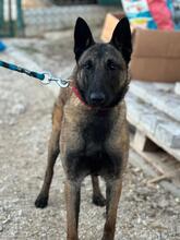 MILOW, Hund, Malinois-Mix in Slowakische Republik - Bild 1