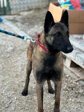 MILOW, Hund, Malinois-Mix in Slowakische Republik - Bild 2