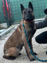 MILOW, Hund, Malinois-Mix in Slowakische Republik - Bild 3