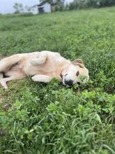 JUNEII, Hund, Mischlingshund in Griechenland - Bild 2