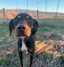 ROCKY, Hund, Mischlingshund in Griechenland - Bild 1