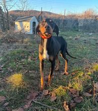 ROCKY, Hund, Mischlingshund in Griechenland - Bild 2