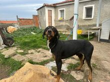 ROCKY, Hund, Mischlingshund in Griechenland - Bild 3