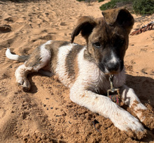 JUTE, Hund, Mischlingshund in Portugal - Bild 3