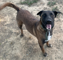 BOWIE, Hund, Mischlingshund in Spanien - Bild 2