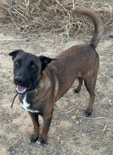 BOWIE, Hund, Mischlingshund in Spanien - Bild 3