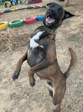 BOWIE, Hund, Mischlingshund in Spanien - Bild 4