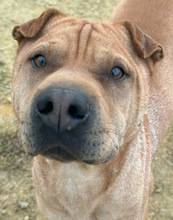 LITO, Hund, Shar Pei in Spanien - Bild 1