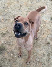 LITO, Hund, Shar Pei in Spanien - Bild 2