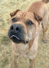 LITO, Hund, Shar Pei in Spanien - Bild 3