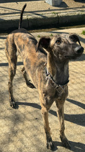 CELESTINO, Hund, Galgo Español in Spanien - Bild 2