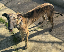 CELESTINO, Hund, Galgo Español in Spanien - Bild 3