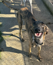 CELESTINO, Hund, Galgo Español in Spanien - Bild 5