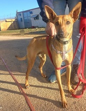 PILUQUI, Hund, Podenco-Mix in Spanien - Bild 1