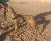 PILUQUI, Hund, Podenco-Mix in Spanien - Bild 10