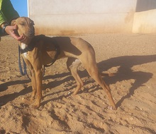 PILUQUI, Hund, Podenco-Mix in Spanien - Bild 11