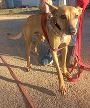 PILUQUI, Hund, Podenco-Mix in Spanien - Bild 2