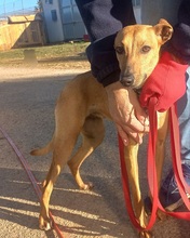 PILUQUI, Hund, Podenco-Mix in Spanien - Bild 4