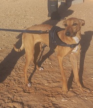 PILUQUI, Hund, Podenco-Mix in Spanien - Bild 6