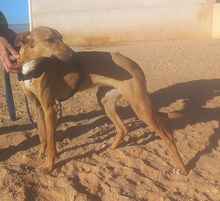 PILUQUI, Hund, Podenco-Mix in Spanien - Bild 9