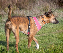 VICKY, Hund, Mischlingshund in Portugal - Bild 3