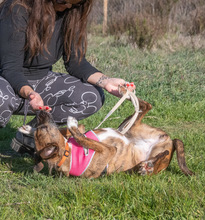 VICKY, Hund, Mischlingshund in Portugal - Bild 4