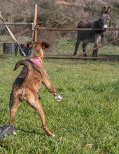 VICKY, Hund, Mischlingshund in Portugal - Bild 6