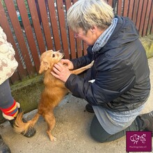 BELE, Hund, Mischlingshund in Rumänien - Bild 4