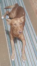 CRISTINA, Hund, Podenco Andaluz in Spanien - Bild 4