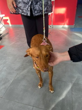 CRISTINA, Hund, Podenco Andaluz in Spanien - Bild 5