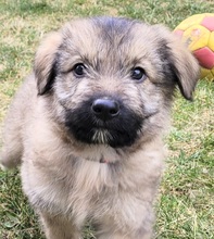 CARAX, Hund, Mischlingshund in Rumänien - Bild 1