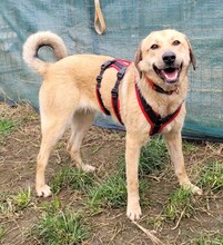 HALEY, Hund, Mischlingshund in Rumänien - Bild 5