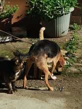 LINA, Hund, Mischlingshund in Italien - Bild 10