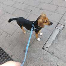 LINA, Hund, Mischlingshund in Italien - Bild 2