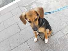 LINA, Hund, Mischlingshund in Italien - Bild 5