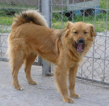 AMON, Hund, Mischlingshund in Bulgarien - Bild 10