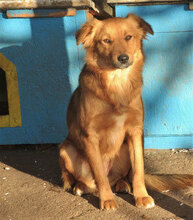 AMON, Hund, Mischlingshund in Bulgarien - Bild 12