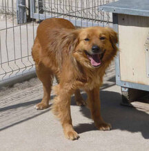 AMON, Hund, Mischlingshund in Bulgarien - Bild 14