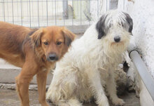 AMON, Hund, Mischlingshund in Bulgarien - Bild 4