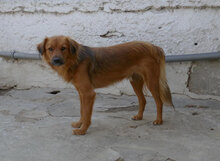 AMON, Hund, Mischlingshund in Bulgarien - Bild 5