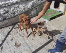 AMON, Hund, Mischlingshund in Bulgarien - Bild 6